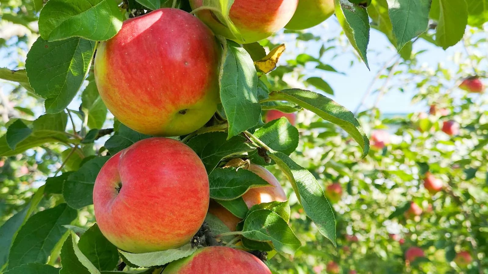 Red and green apples growing on an orchard tree. Illustrative photo.